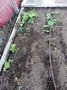 [Image: garden4.jpg]