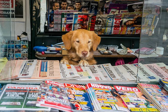 Dog-Magazines-4.jpg