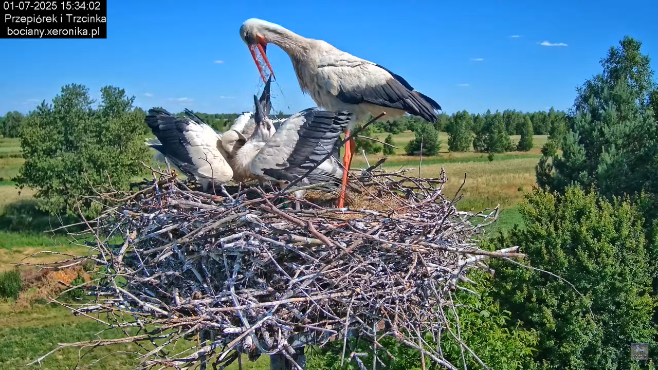 01072025bociany36
