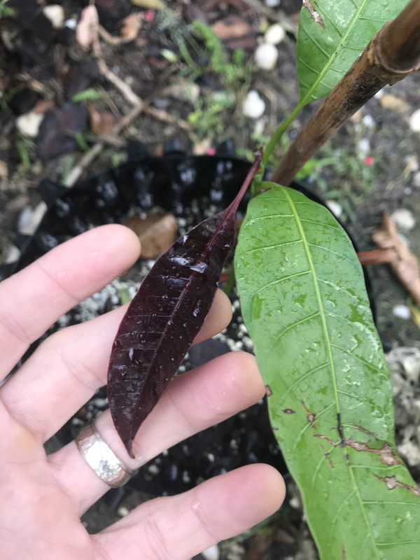 Kuini Leaf 11 2017