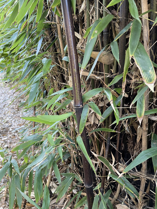 0C06A24A-BEDE-433B-86FF-F0D2DCFAA9CC