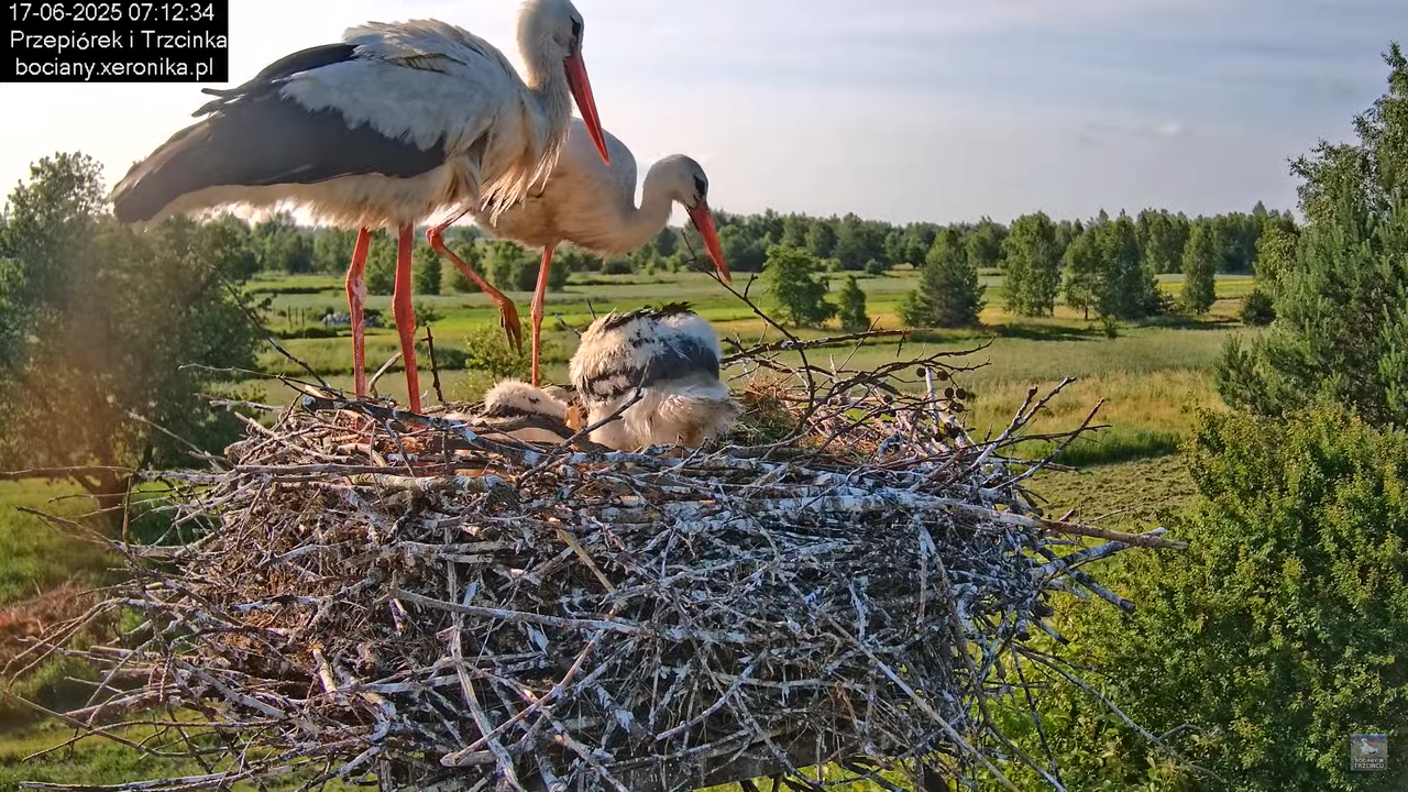 17062025bociany26