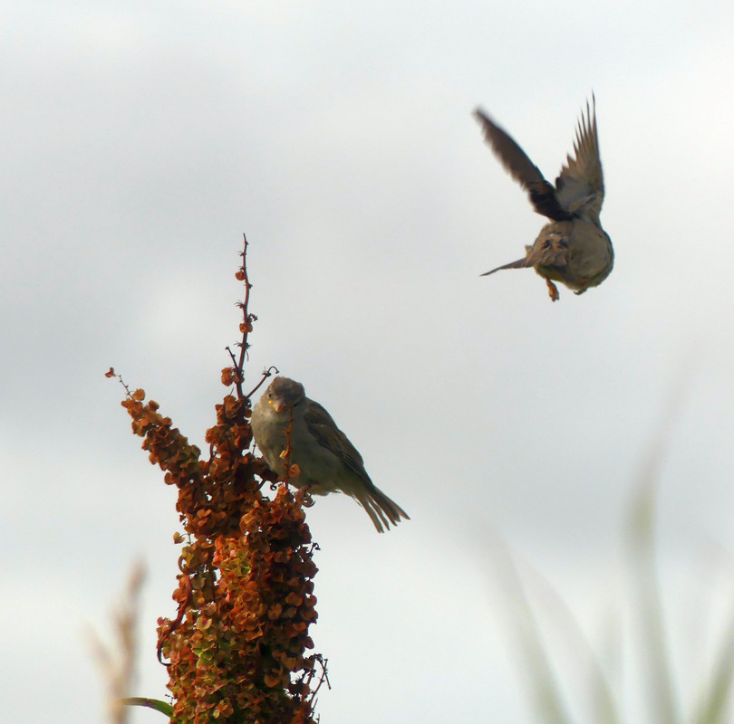 SPARROW 16 220724