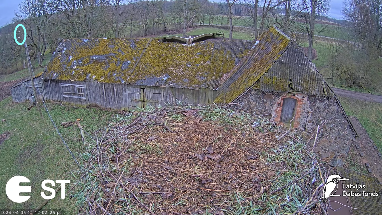 Baltie stārķi (Ciconia ciconia) Tukuma novadā - LDF tiešraide __ White storks in Tukums, Latvia 11-2