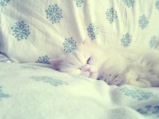 Sleeping-Persian-closeup.jpg