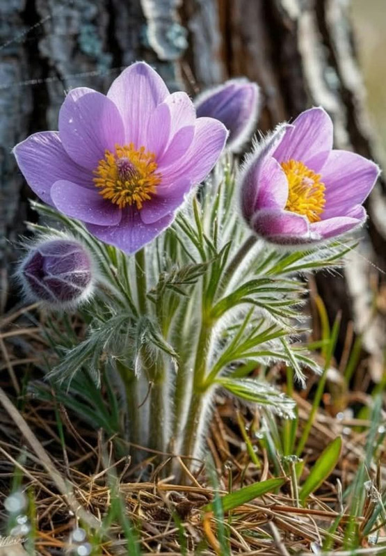 652676117-912345674937959-7433319607375427238-n