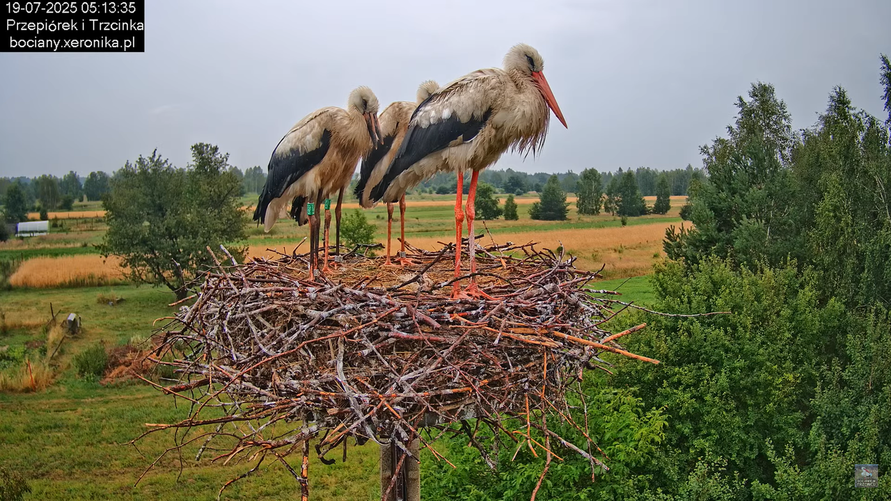 19072025bociany3