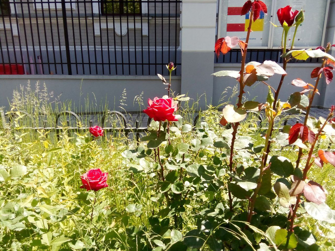 photo_2025-05-31 5.25.09 пп