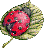 100426-coccinelle