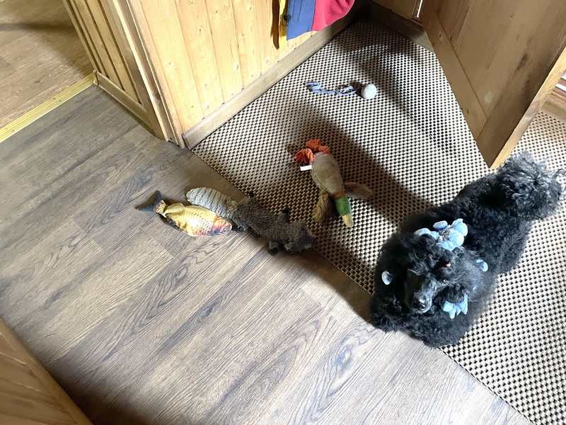 https://i.postimg.cc/MT5Mm7FS/IMG-3798.jpg