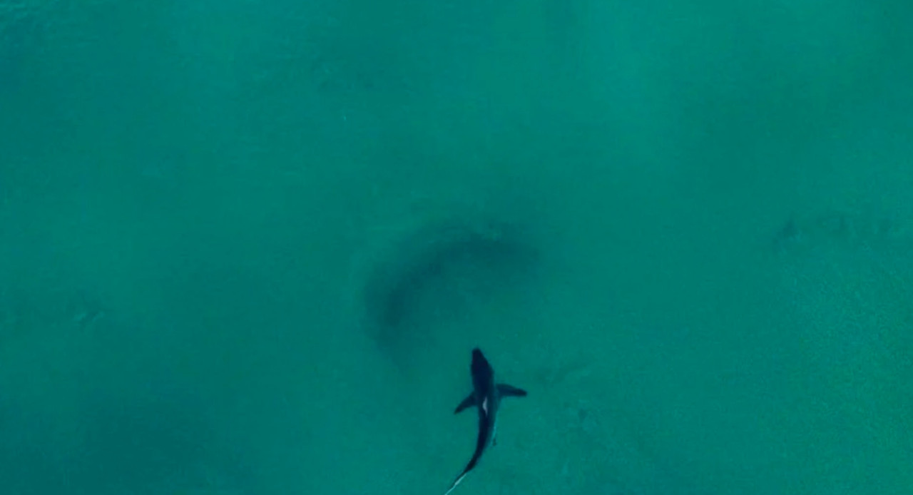 Tiburón blanco ataca a surfista en Australia; autoridades advierten a turistas