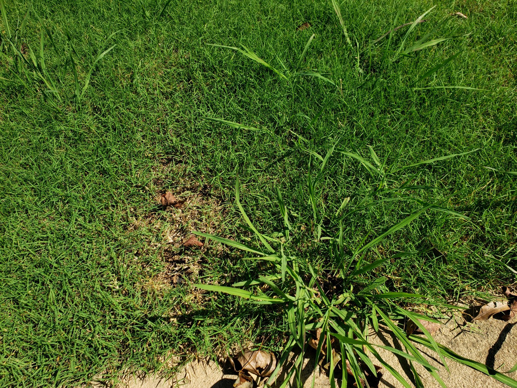 Johnson Grass... Lawn Care Forum