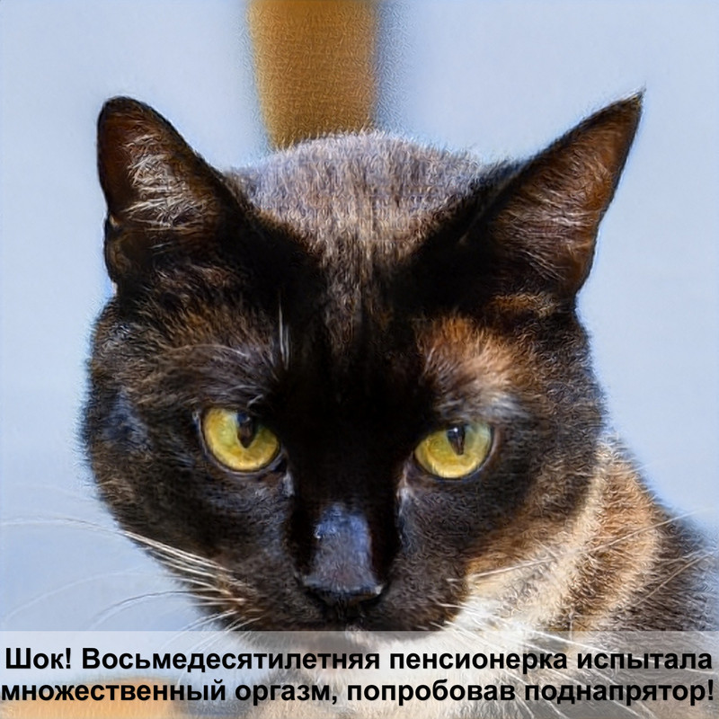 британская кошка золотая шиншилла