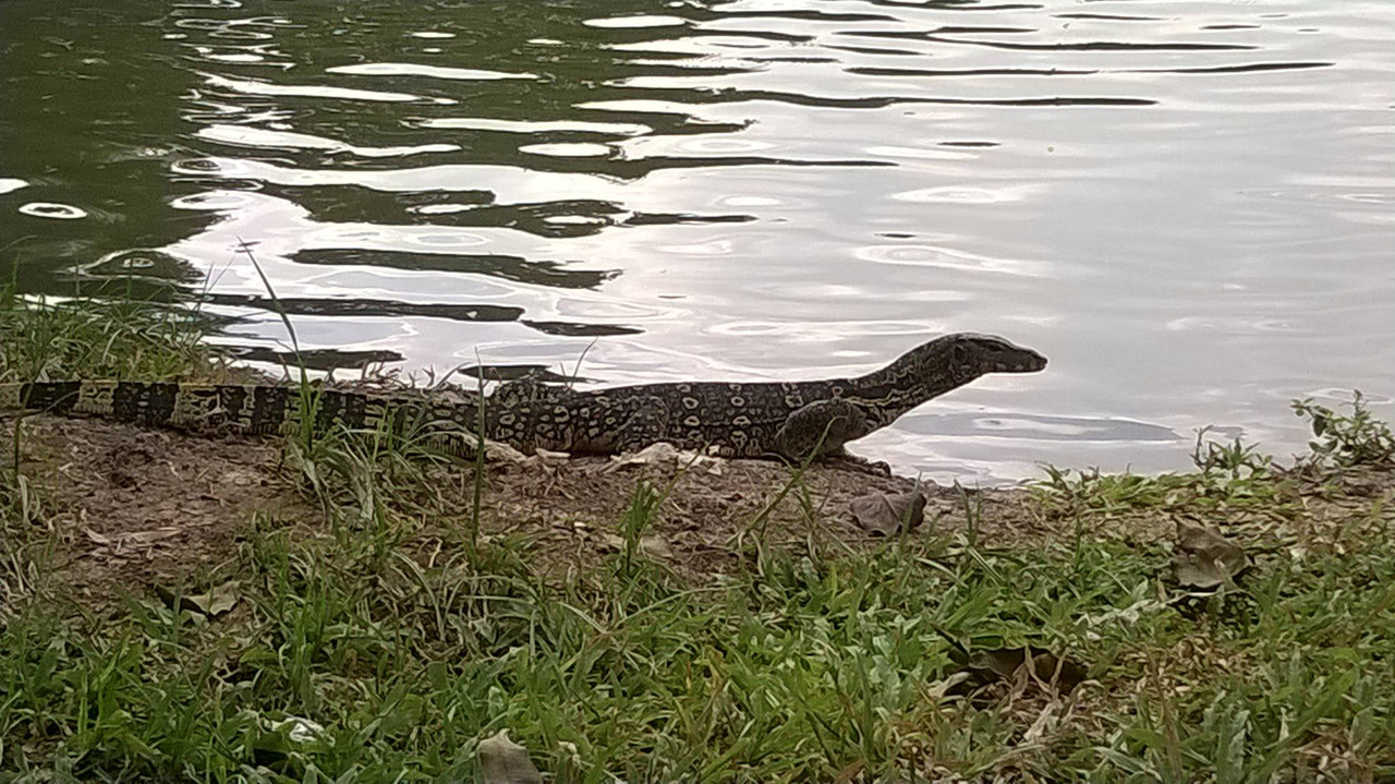 001 - taka mała jaszczurka