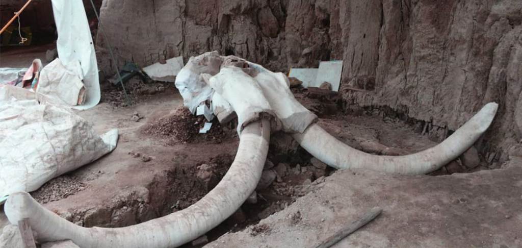 Città del Messico: resti archeologici di 60 Mammut durante la costruzione del nuovo Aeroporto