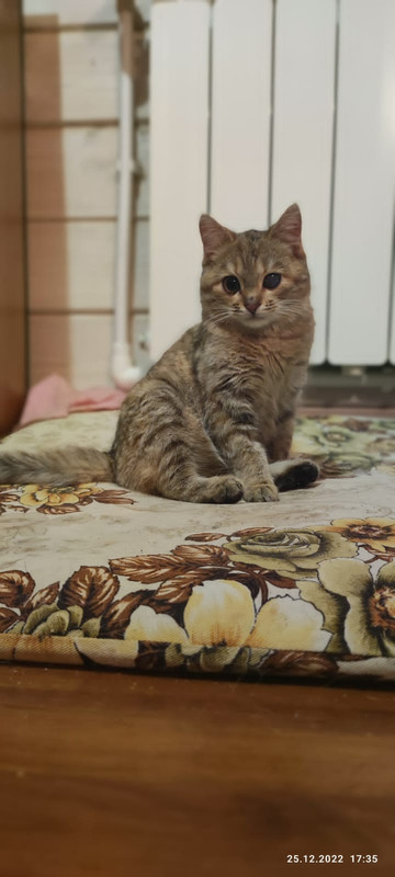 ED153E33-935A-4C35-AC0B-D1DC5B867ED6