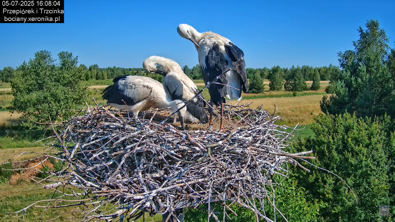 05072025bociany44
