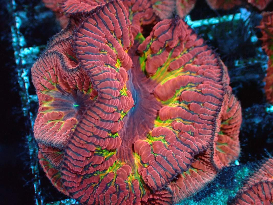 BROAQUA 布魯水族 珊瑚水族零售_照片_20240320_15