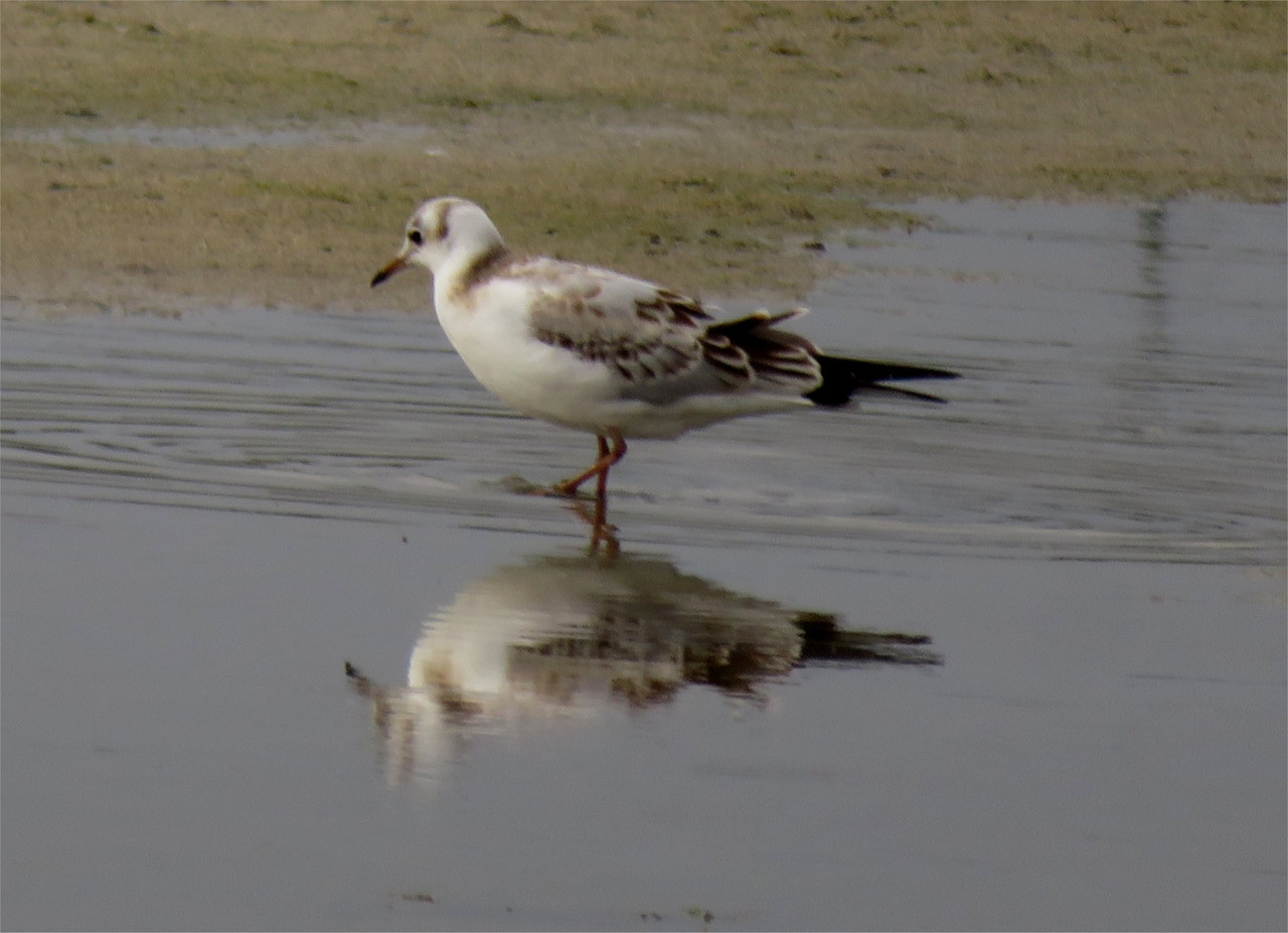 Young black-headed gull
