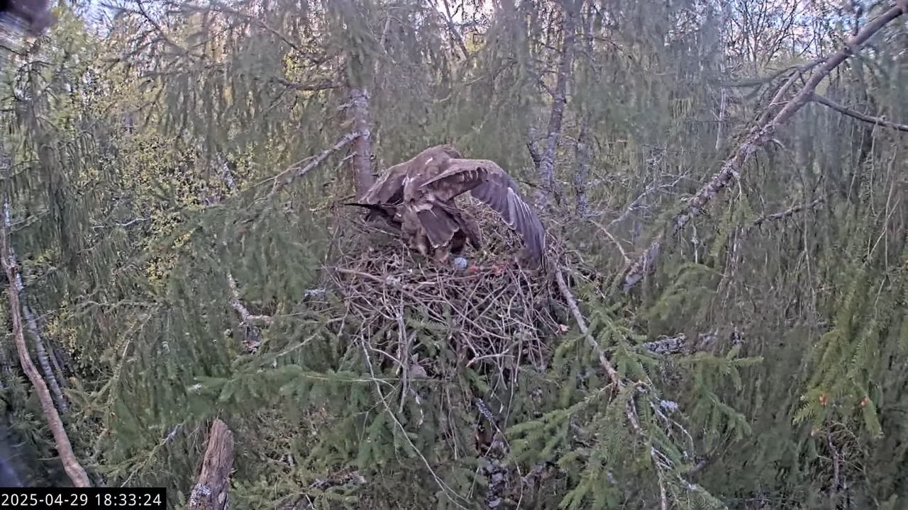 LVM mazais ērglis Lisiņa, egle2 – Lesser Spotted Eagle 13-52-44 screenshot