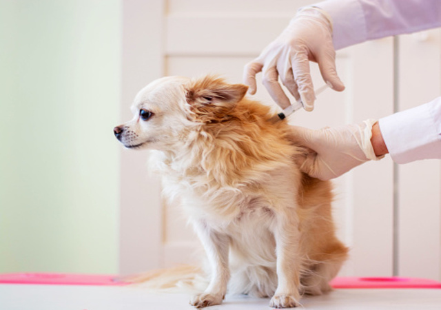  dog vaccination