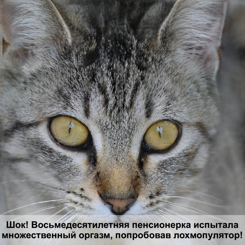 кошка сфинкс с шерстью