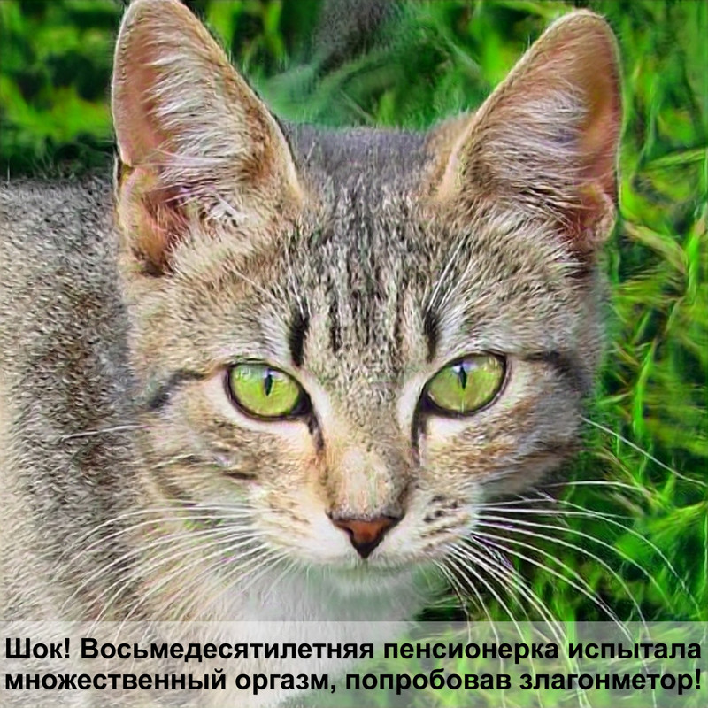 беременная кошка лысеет