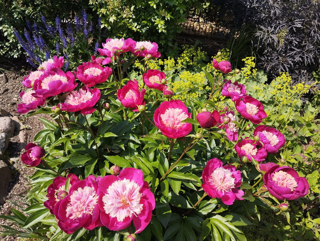 IMG 20250613 145016