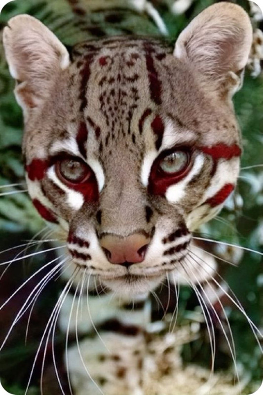 Cool Looking Animal