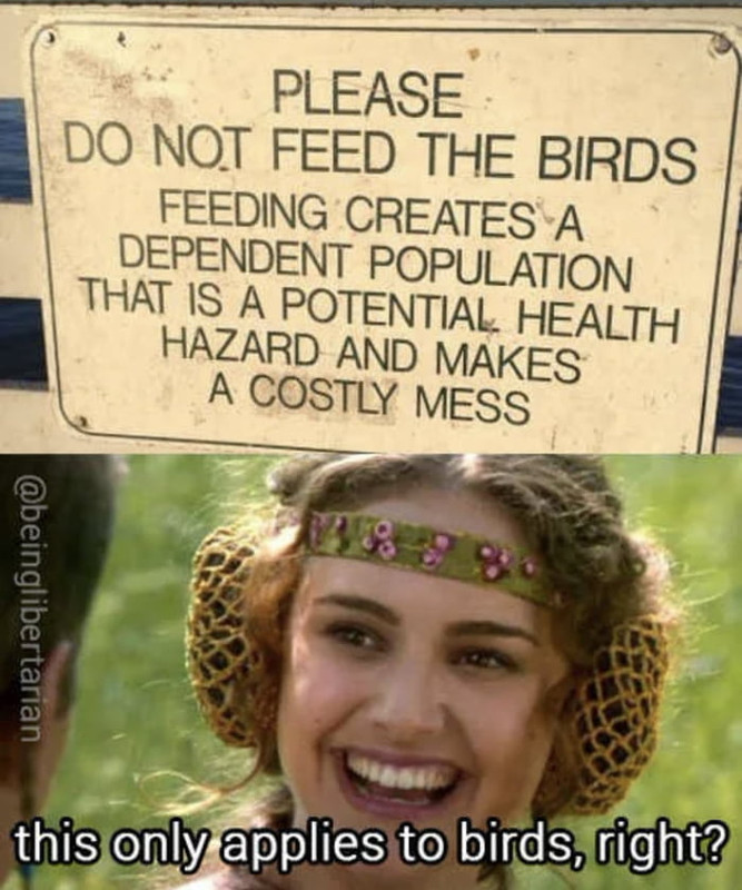 birds