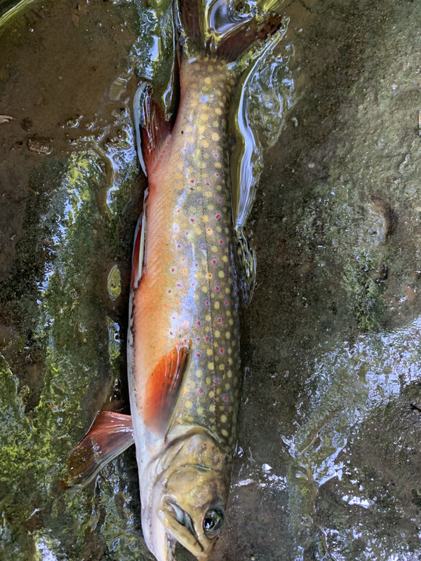 0CBF92D3-208C-4156-B238-E040C237438B