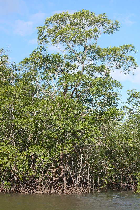 DIA 13: EXCURSIÓN DE UN DÍA A CORCOVADO - DE TORTUGAS Y PEREZOSOS. COSTA RICA 2019 (69)