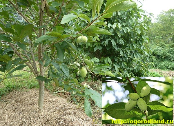 Размножение бананового дерева азимина как получить новые растения из саженцев и черенков