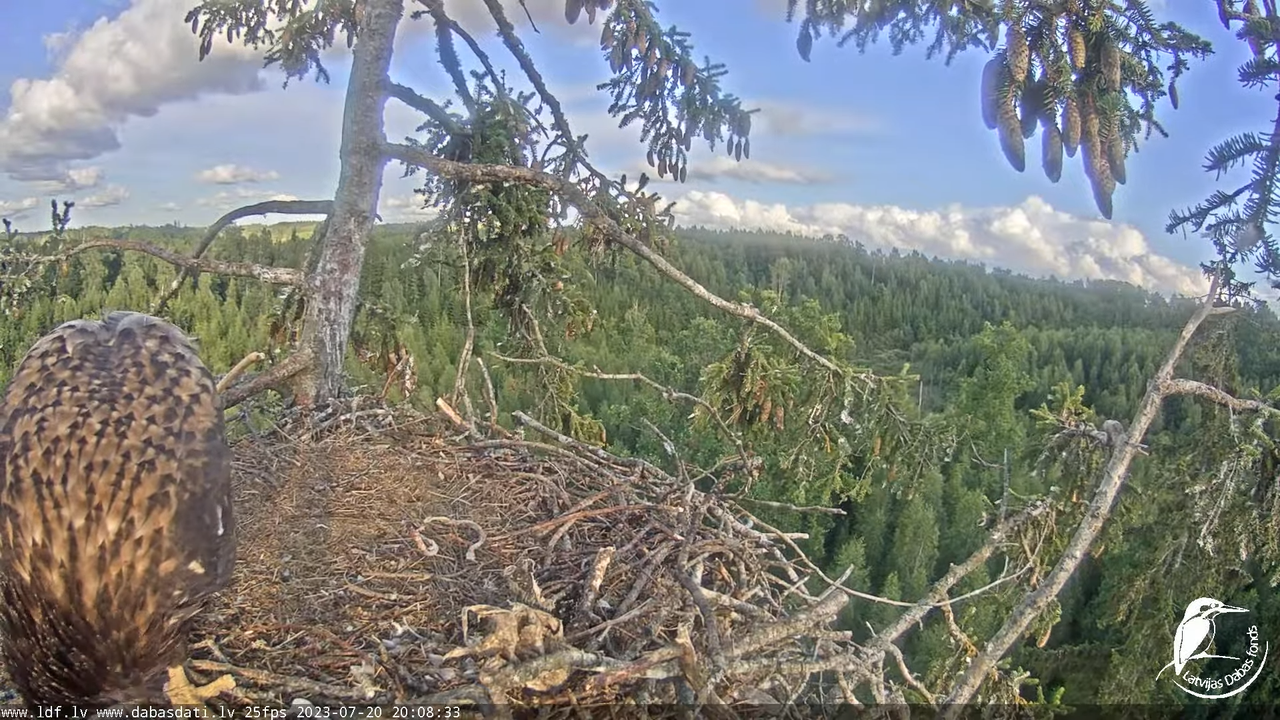 Jūras ērgļi (Haliaeetus albicilla) Durbē - LDF tiešraide 10-15-51 screenshot