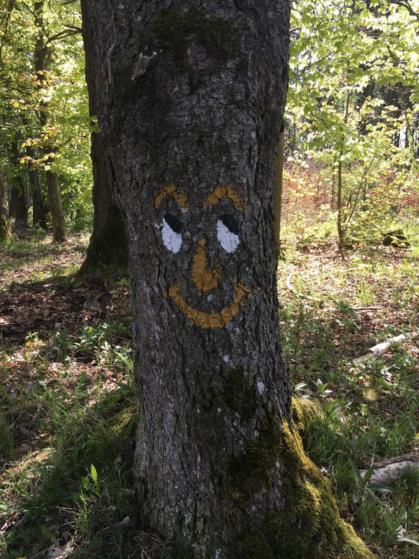 Wald öffnet Räume