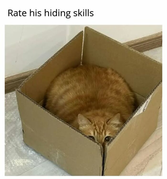 BPcats-play-mode-memes-6a3926de3f911-700.jpg