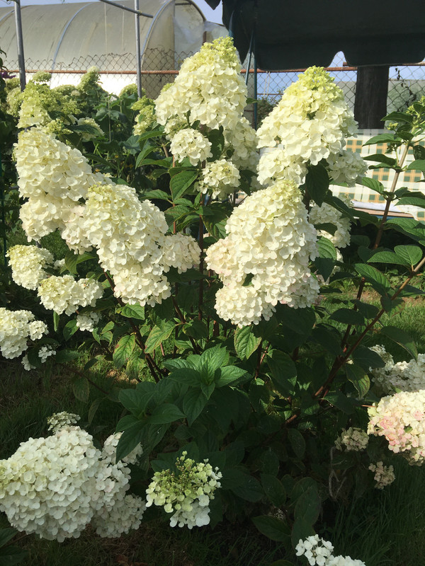 3A69F6B2-6356-48F7-BF34-6415B02EE84E