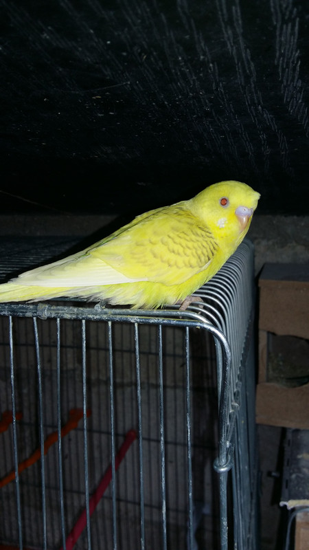 صورة
