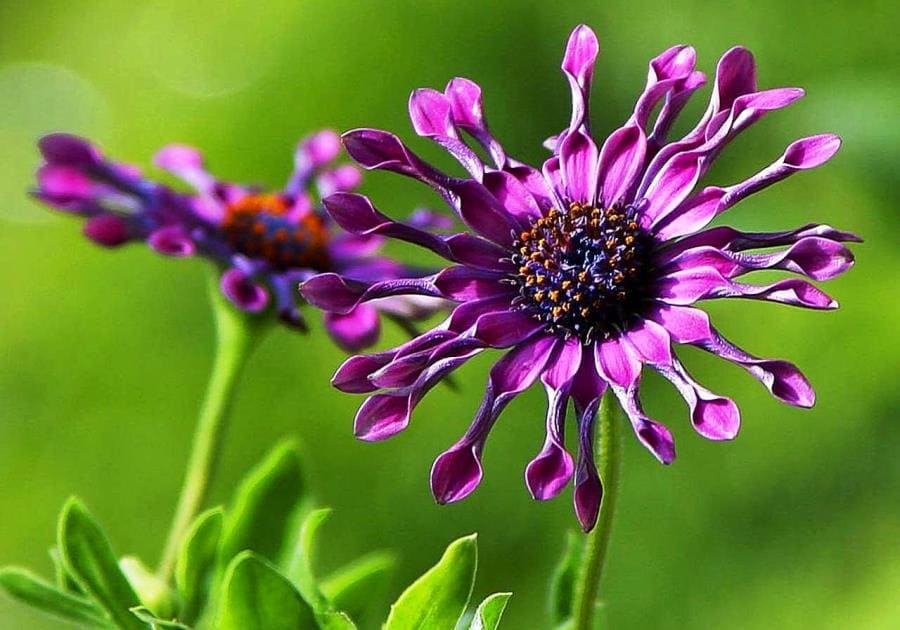 Osteospermum: цветок, танцующий за солнцем и меняющий оттенки за ночь Osteospermum: цветок, танцующий за солнцем и меняющий оттенки за ночь