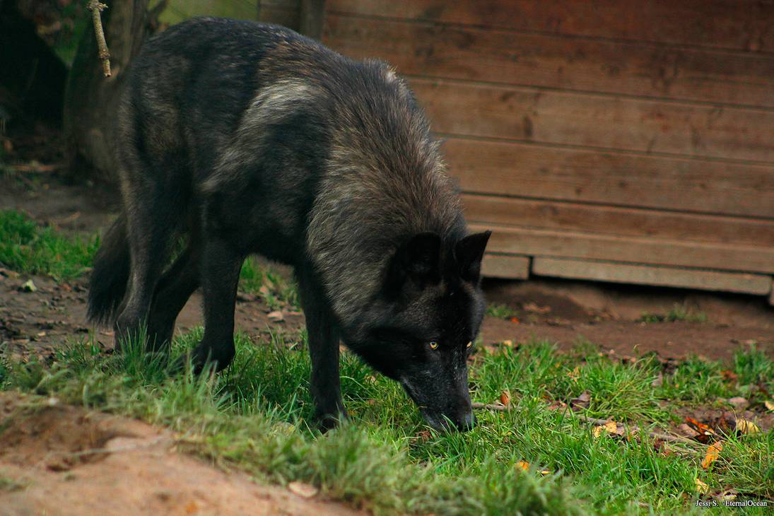 searching-for-leftover-treats-by-eternalocean-d9nfd83-pre.jpg