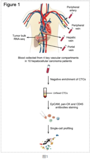 樊嘉/杨欣荣合作团队等报道单细胞测序解析肝癌循环肿瘤细胞的时空异质性和免疫逃逸新机制-1.png