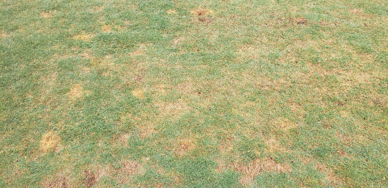 Yellow Spots In Lawn After Fertilizing The Lawn Forum