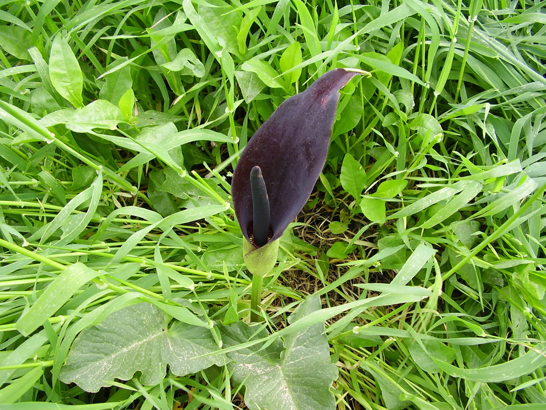 Black Calla Lily Plant