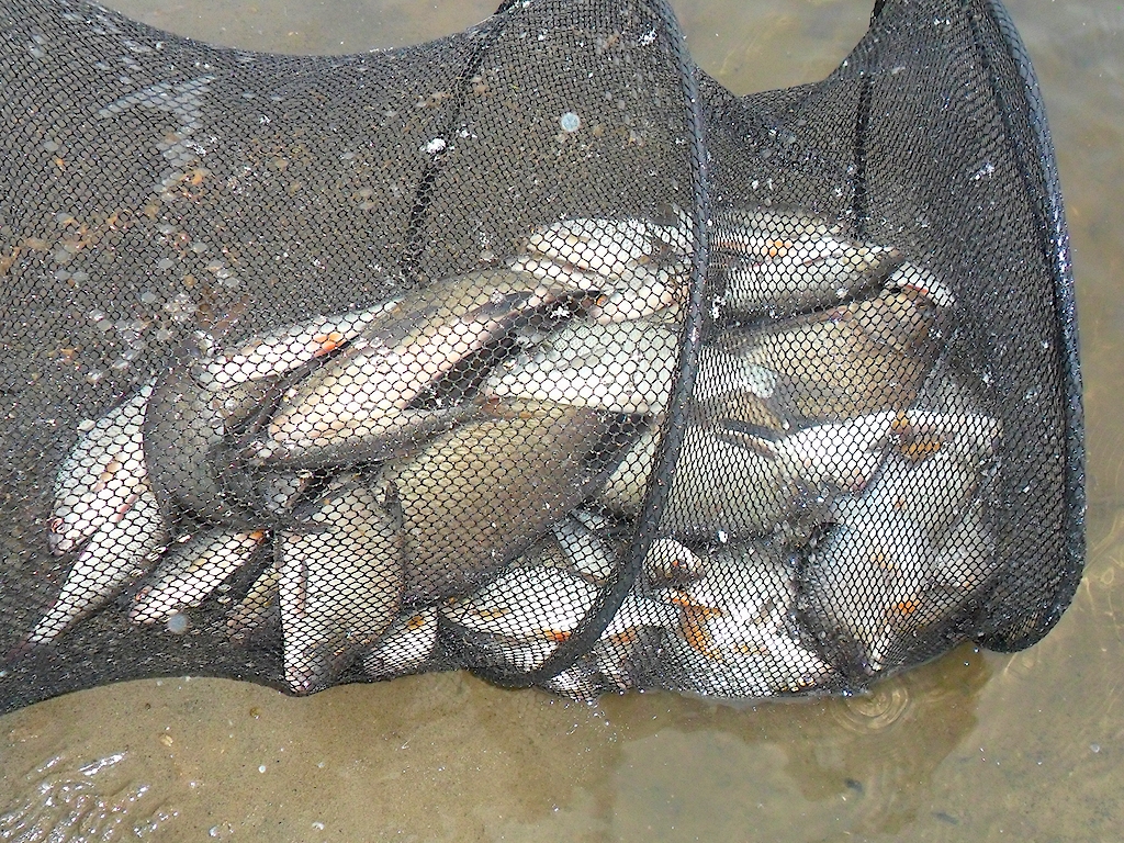 Весь улов - 8 кг