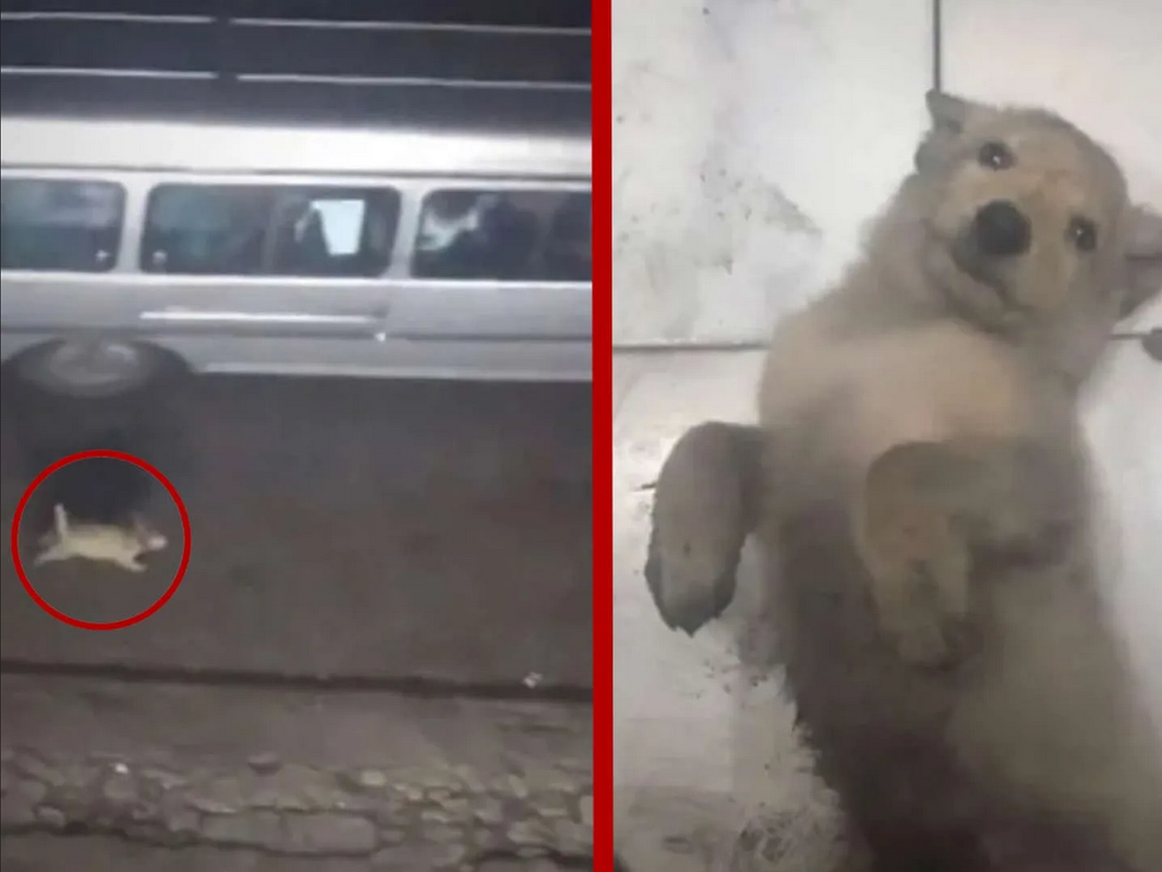 Mujer abandona a su perro en la carretera y pasa algo inesperado (Video)