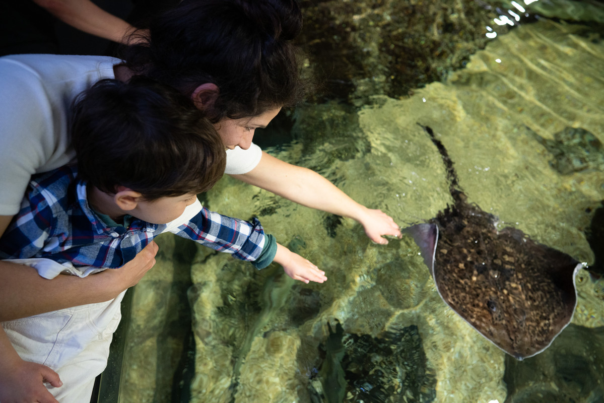 Bassin tactile-H-Lamblin-Iconocom (12)