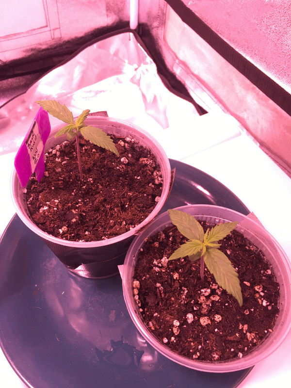 B3172610-3DC1-41C8-B50D-23652B38AE55