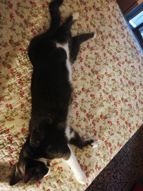 15668409440982591095581564034845