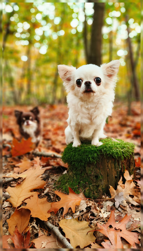 Lumii_20251019_161047386