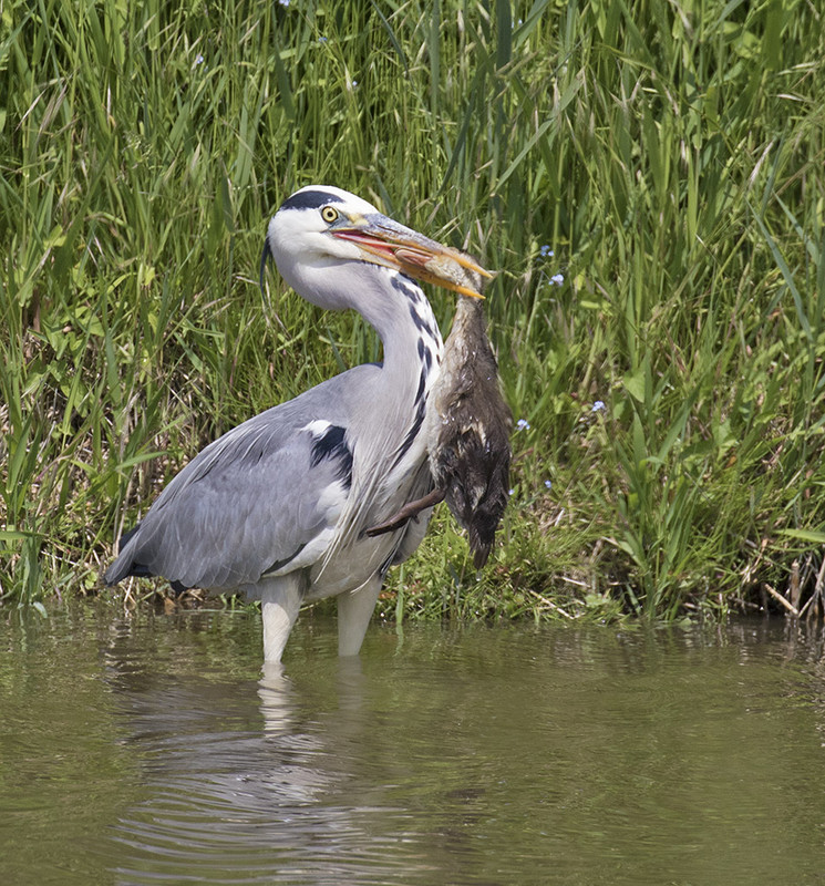 reiger 164A7822